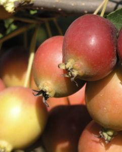 Frutti di frutti di Malus 'New York 81'