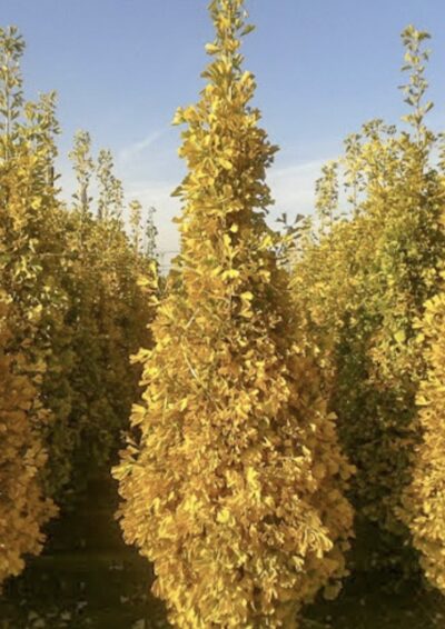 Ginkgo biloba 'Eiffel'
