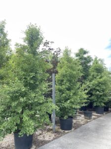 Ginkgo biloba 'Eiffel' - Vivai Frappetta