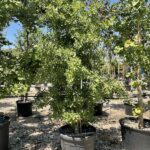 Ginkgo biloba 'Fastigiata'