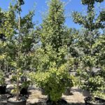 Ginkgo biloba ‘Eiffel’ - Vivai Frappetta