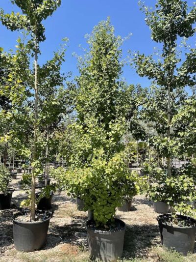 Ginkgo biloba ‘Eiffel’ - Vivai Frappetta