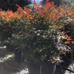 Nandina domestica 'Gulf Stream'