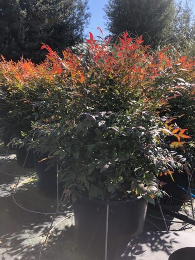 Nandina domestica 'Gulf Stream'