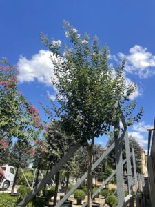 Lagerstroemia indica 'Bianco Grassi' - ALto Fusto - Vivai Frappetta