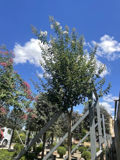 Lagerstroemia indica 'Bianco Grassi' - ALto Fusto - Vivai Frappetta