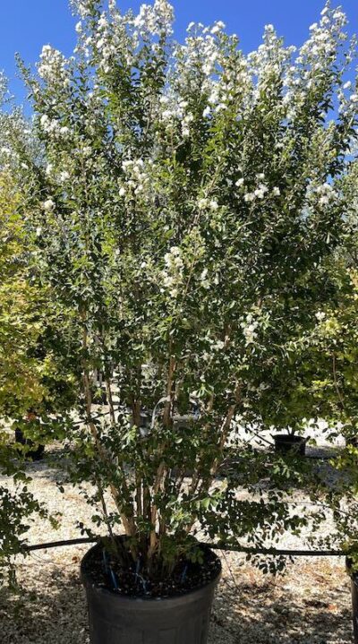 Lagerstroemia indica 'Bianco Grassi' - Vivai Frappetta
