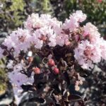 Lagerstroemia indica Black Solitaire® Blush