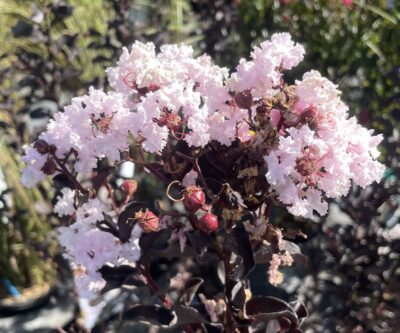 Lagerstroemia indica Black Solitaire® Blush