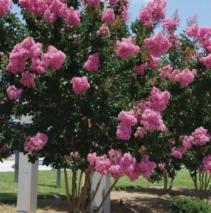 Lagerstroemia indica 'Rosea'