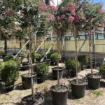 Lagerstroemia indica 'Rosea' - Vivai Frappetta