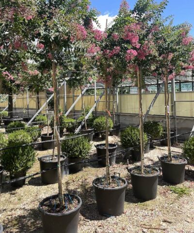 Lagerstroemia indica 'Rosea' - Vivai Frappetta