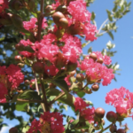 Lagerstroemia indica 'Rubra Magnifica'