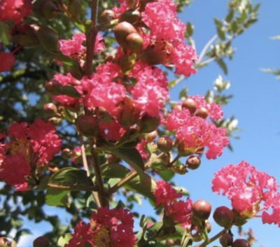 Lagerstroemia indica 'Rubra Magnifica'
