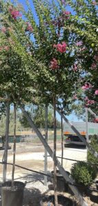 Lagerstroemia indica 'Rubra Magnifica' - Vivai Frappetta