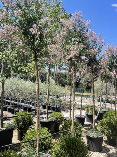 Lagerstroemia indica 'Violacea' - Vivai Frappetta'