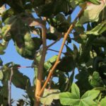 Liquidambar styraciflua 'Golden Sun'