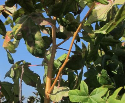 Liquidambar styraciflua 'Golden Sun'