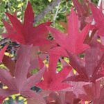 Liquidambar styraciflua 'Red Star'