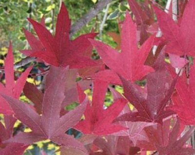Liquidambar styraciflua 'Red Star'