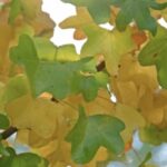 Liquidambar styraciflua 'Rotundiloba'