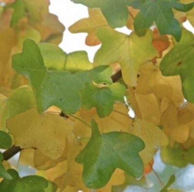 Liquidambar styraciflua 'Rotundiloba'