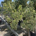 Liquidambar styraciflua 'Silver King'