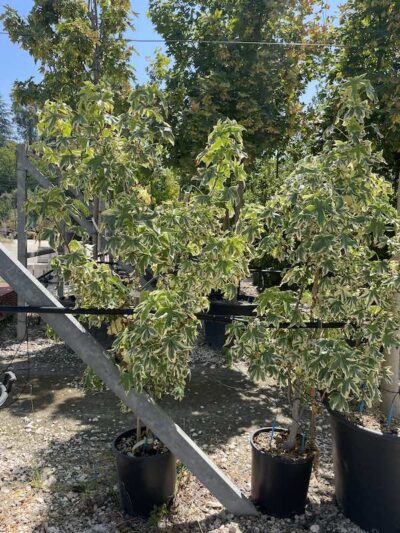 Liquidambar styraciflua 'Silver King'