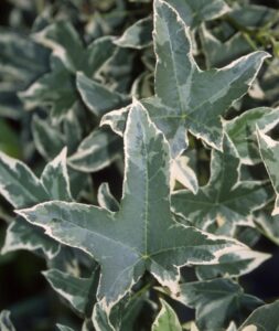 Liquidambar styraciflua 'Silver King'