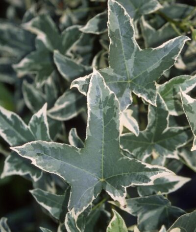 Liquidambar styraciflua 'Silver King'