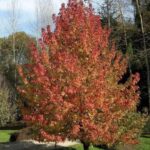 Liquidambar styraciflua 'Worplesdon'