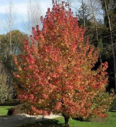 Liquidambar styraciflua 'Worplesdon'