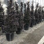 Loropetalum chinense 'Fede' - cono