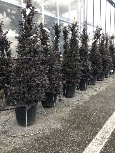 Loropetalum chinense 'Fede' - cono