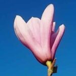 Magnolia Heaven Scent
