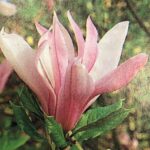 Magnolia Ricki