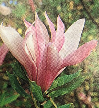 Magnolia Ricki