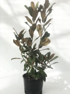 Magnolia grandiflora 'Goliath'