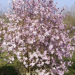 Magnolia stellata rosea 'Leonard Messel'
