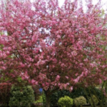 Malus 'Coccinella'