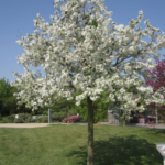 Malus 'Evereste'