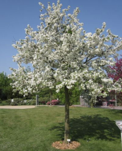 Malus 'Evereste'