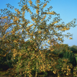 Malus 'Golden Hornet'