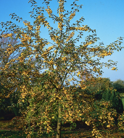 Malus 'Golden Hornet'