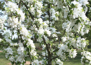 Malus 'John Downie'