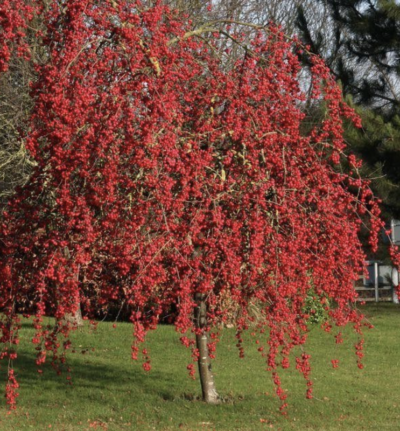 Malus 'Red Sentinel'