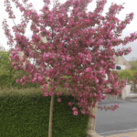 Malus 'Rudolph'
