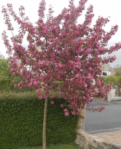 Malus 'Rudolph'