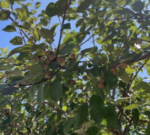 Malus ‘Coccinella’ MELO DA FIORE - Frutti