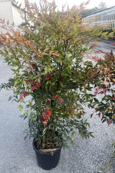 Nandina domestica CL30